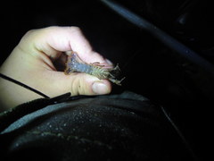 Procambarus versutus