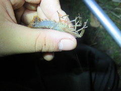 Procambarus versutus