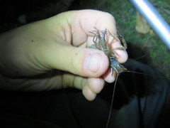 Procambarus versutus