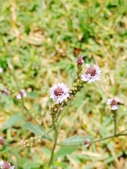 Verbena litoralis