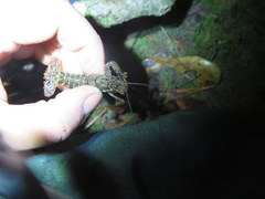 Procambarus versutus