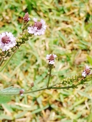 Verbena litoralis