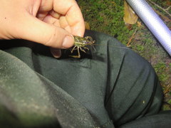 Procambarus versutus