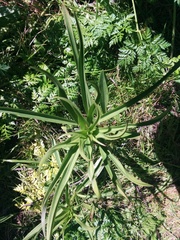 Lilium pardalinum pardalinum