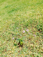 Verbena litoralis