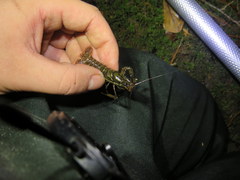 Procambarus versutus