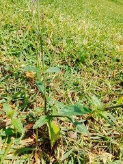 Verbena litoralis