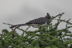 Corythaixoides leucogaster