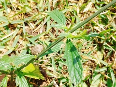 Verbena litoralis