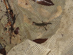 Procambarus versutus