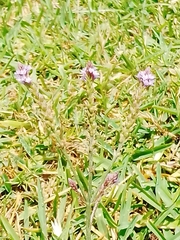 Verbena litoralis