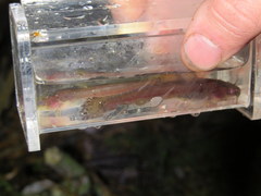 Noturus leptacanthus