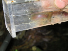 Noturus leptacanthus