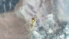 Hyaliodes