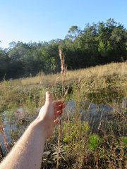 Andropogon cretaceus