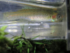 Fundulus escambiae