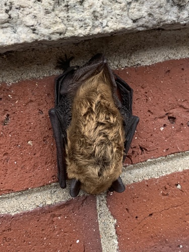 Big Brown Bat photographed in Massachusetts
