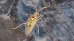 Hyaliodes