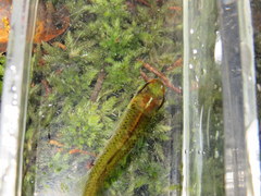 Fundulus escambiae