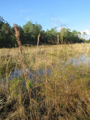 Andropogon cretaceus