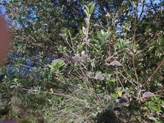 Podalyria sericea