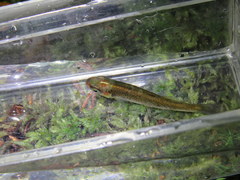 Fundulus escambiae