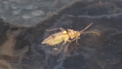 Hyaliodes