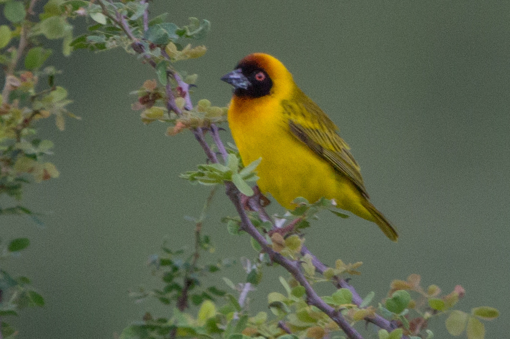 Vitelline Masked Weaver