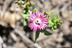 Delosperma versicolor
