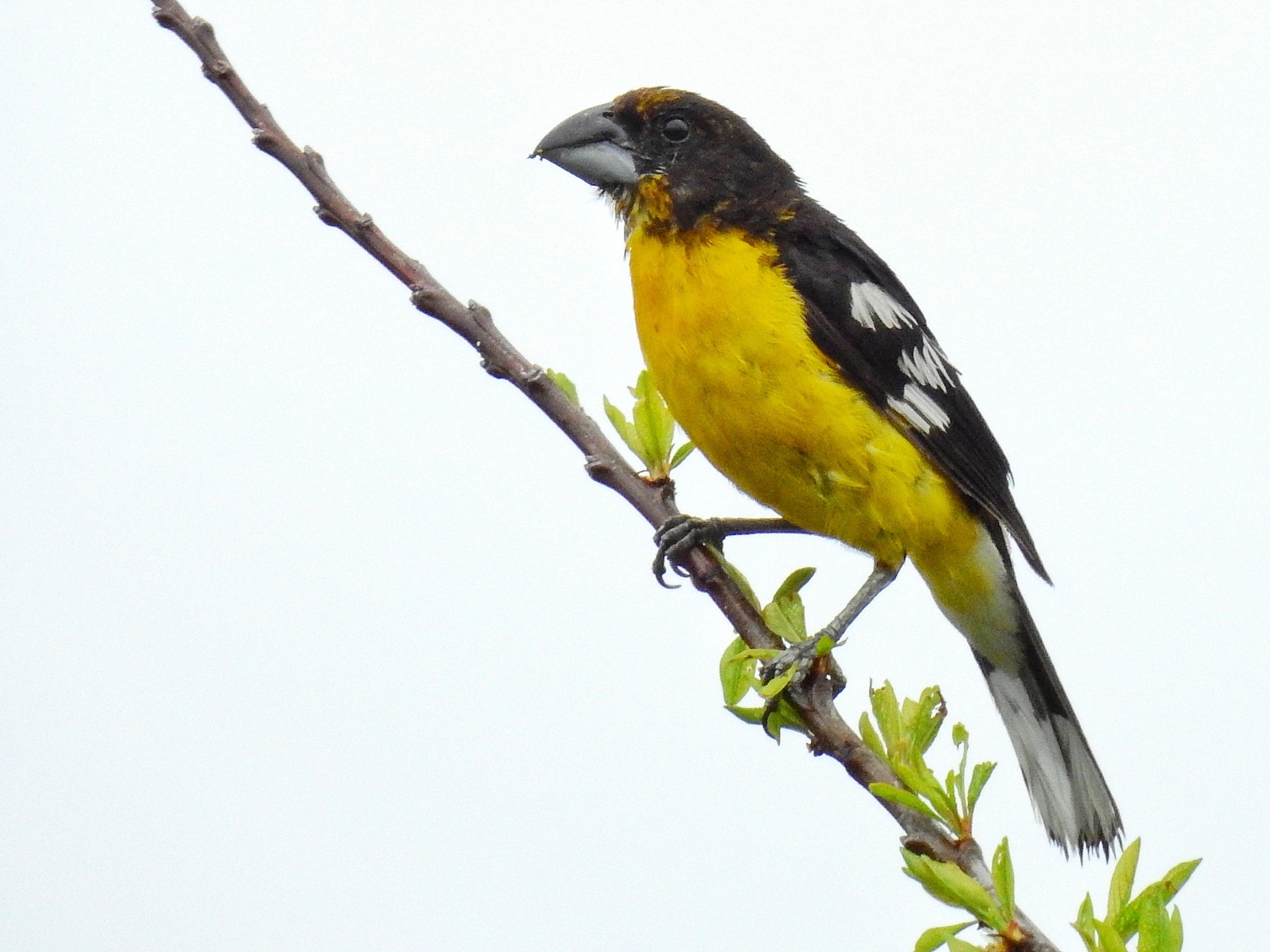 Black-backed Grosbeak (Pheucticus aureoventris)