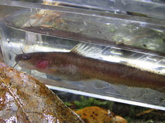 Noturus leptacanthus