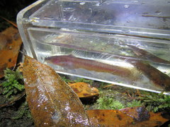 Noturus leptacanthus