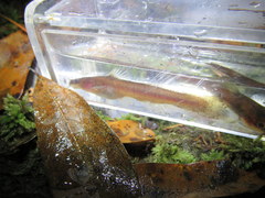 Noturus leptacanthus