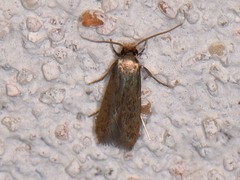 Phaeoses sabinella
