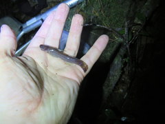 Noturus leptacanthus