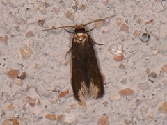 Phaeoses sabinella
