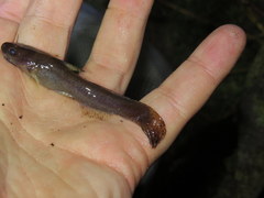 Noturus leptacanthus