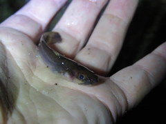 Noturus leptacanthus