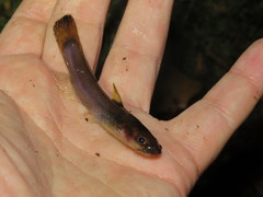 Noturus leptacanthus