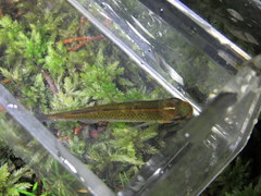Fundulus escambiae