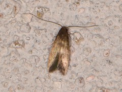 Phaeoses sabinella