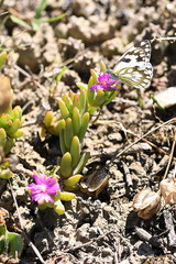 Delosperma versicolor