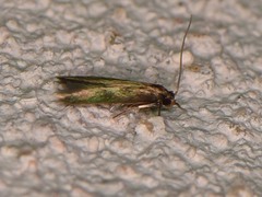 Phaeoses sabinella