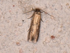 Phaeoses sabinella