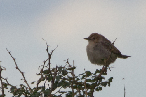 Trilling Cisticola (Cisticola woosnami), photo 4