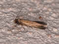 Phaeoses sabinella