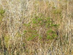 Hypericum fasciculatum