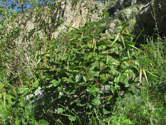 Vincetoxicum schmalhausenii