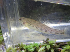 Etheostoma edwini