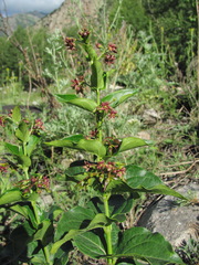 Vincetoxicum schmalhausenii